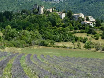 Lavendelfält i Provence – fransk landsbygd