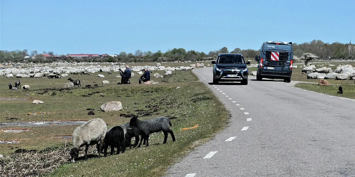 Får som betar vid kustväg med stenig mark och fordon