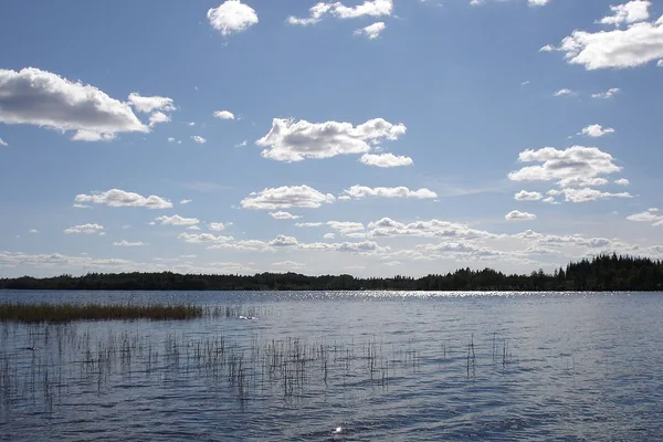 Sjövy med vass och barrskog vid Bolmens strand en sommardag