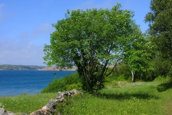 Lövträd vid havet med stenmur och grässtig, västkusten
