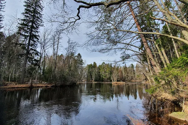 Skogstjärn kantad av granar och lövträd med spegelblank yta