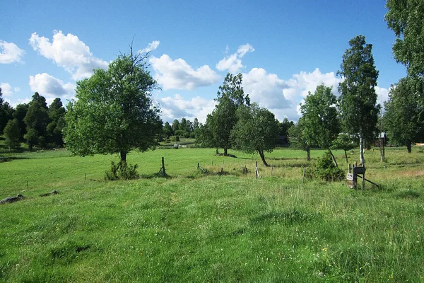 Gröna betesmarker med björkar och stängsel en sommardag
