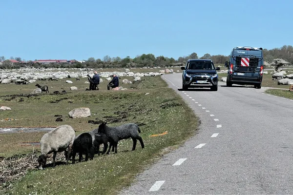 Får vid väg på Ölands alvar med kalkstensblock och fordon