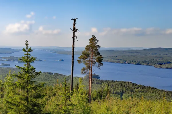 Utsikt från höjd över barrskog och stor sjö med öar
