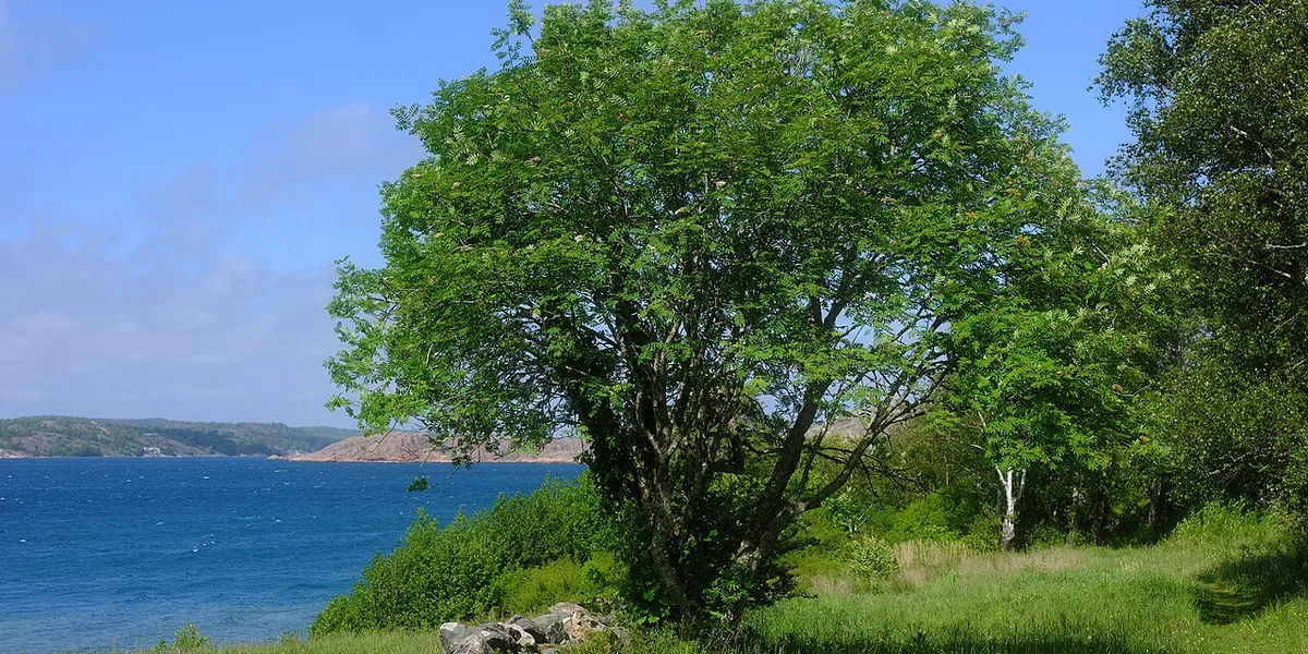 Tjörnrundan